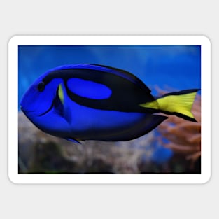 REEF FISH IN ALL IT'S GLORY IN THE BLUE OCEAN DESIGN Sticker